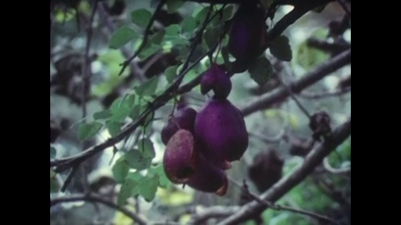 足柄峠（神奈川の歴史）