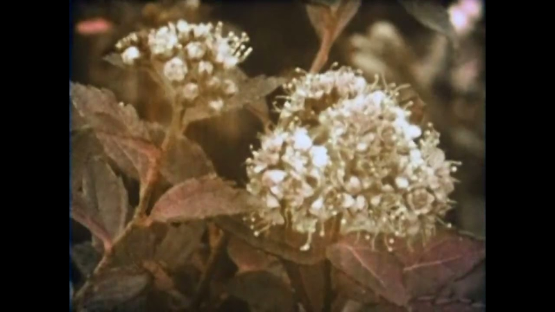 箱根の花   ある地方植物誌